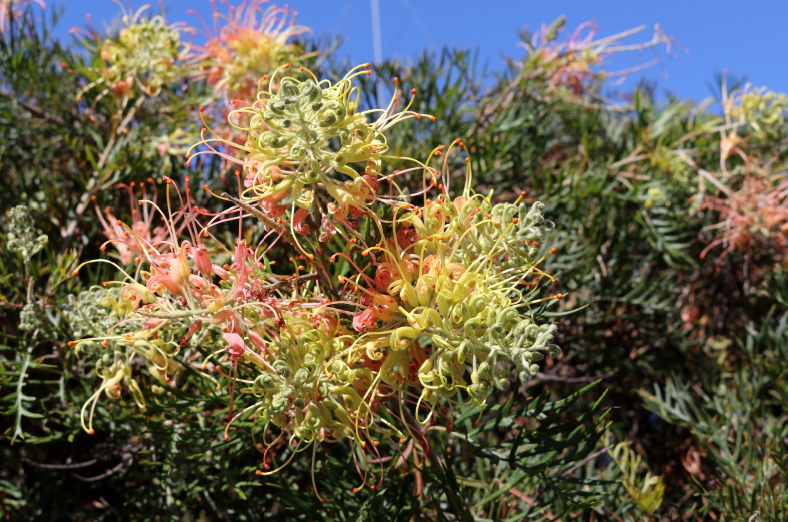 Grevillea