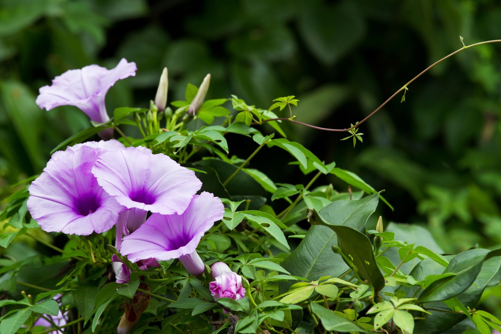 Ground Morning Glory Vines