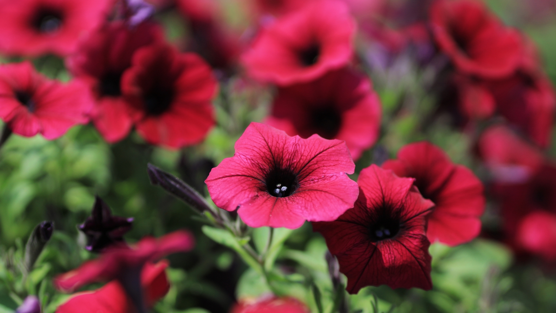 Grow These Petunias If You Want More Hummingbirds In Your Yard