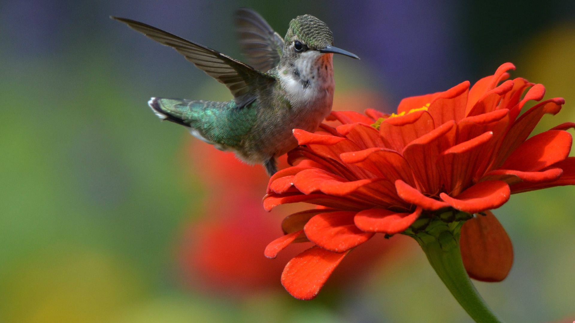 Grow This Hummingbird Favorite From Seed And Watch Your Garden Thrive