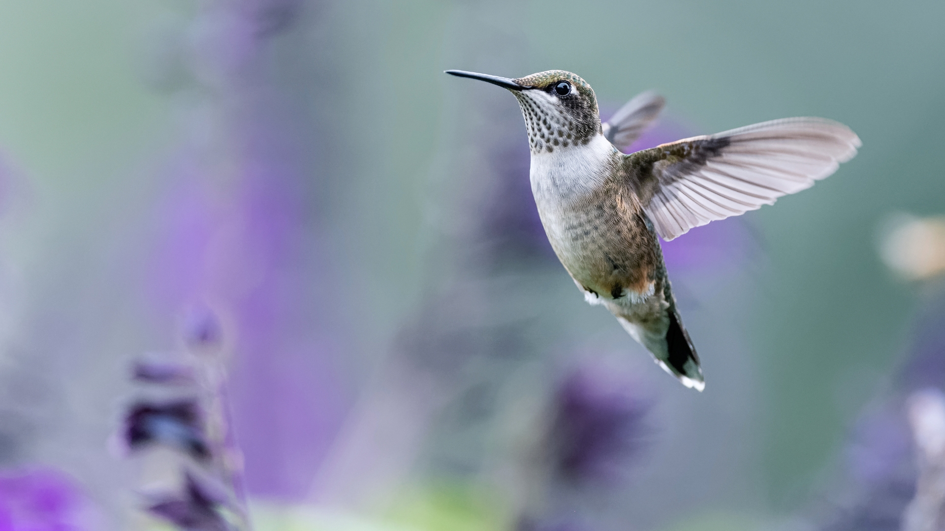 Grow This Lavender-Blue Plant If You Want More Hummingbirds In Your Garden