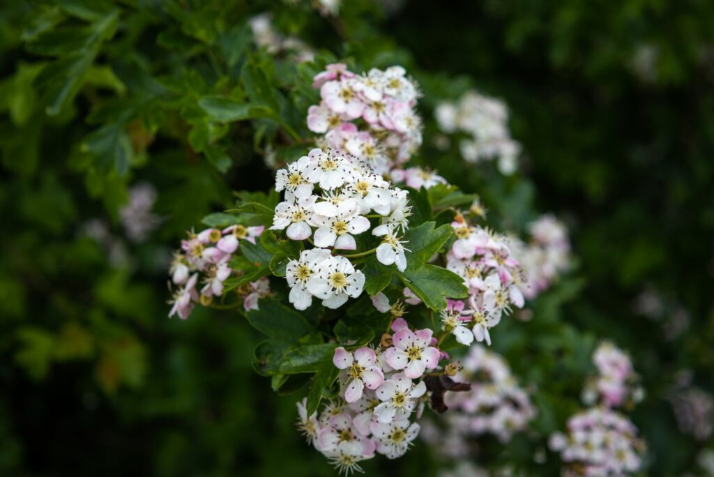 Hawthorn Hedges