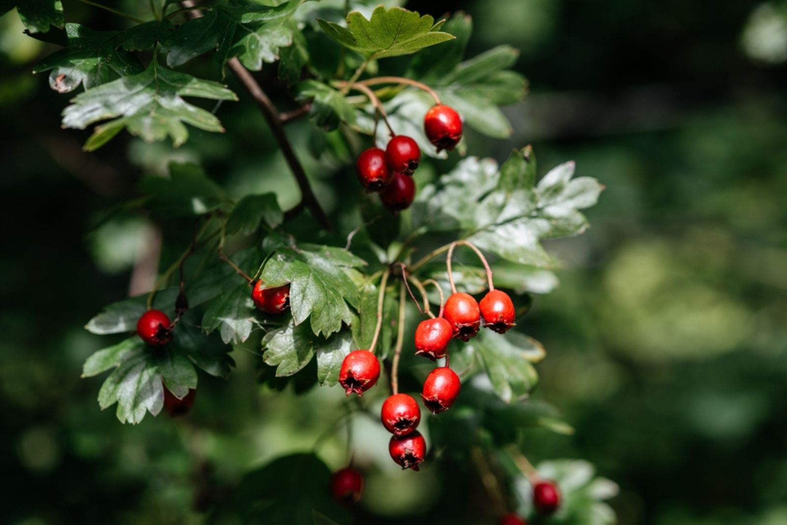 Hawthorn Tree