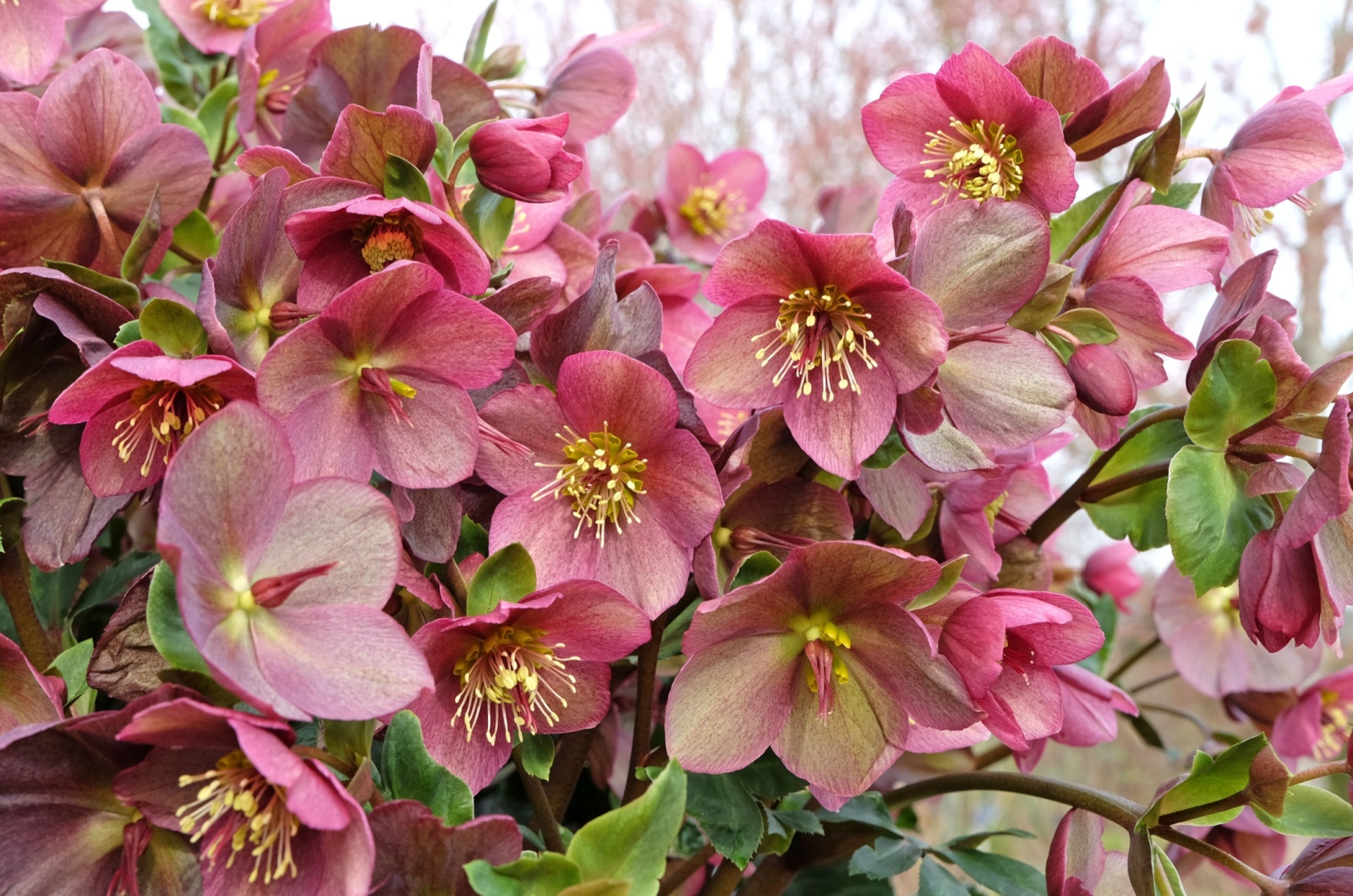 Hellebores