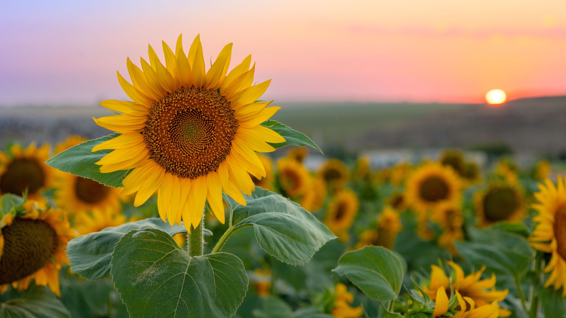 Here Are The Best And Worst Plants To Grow Near Your Sunflowers