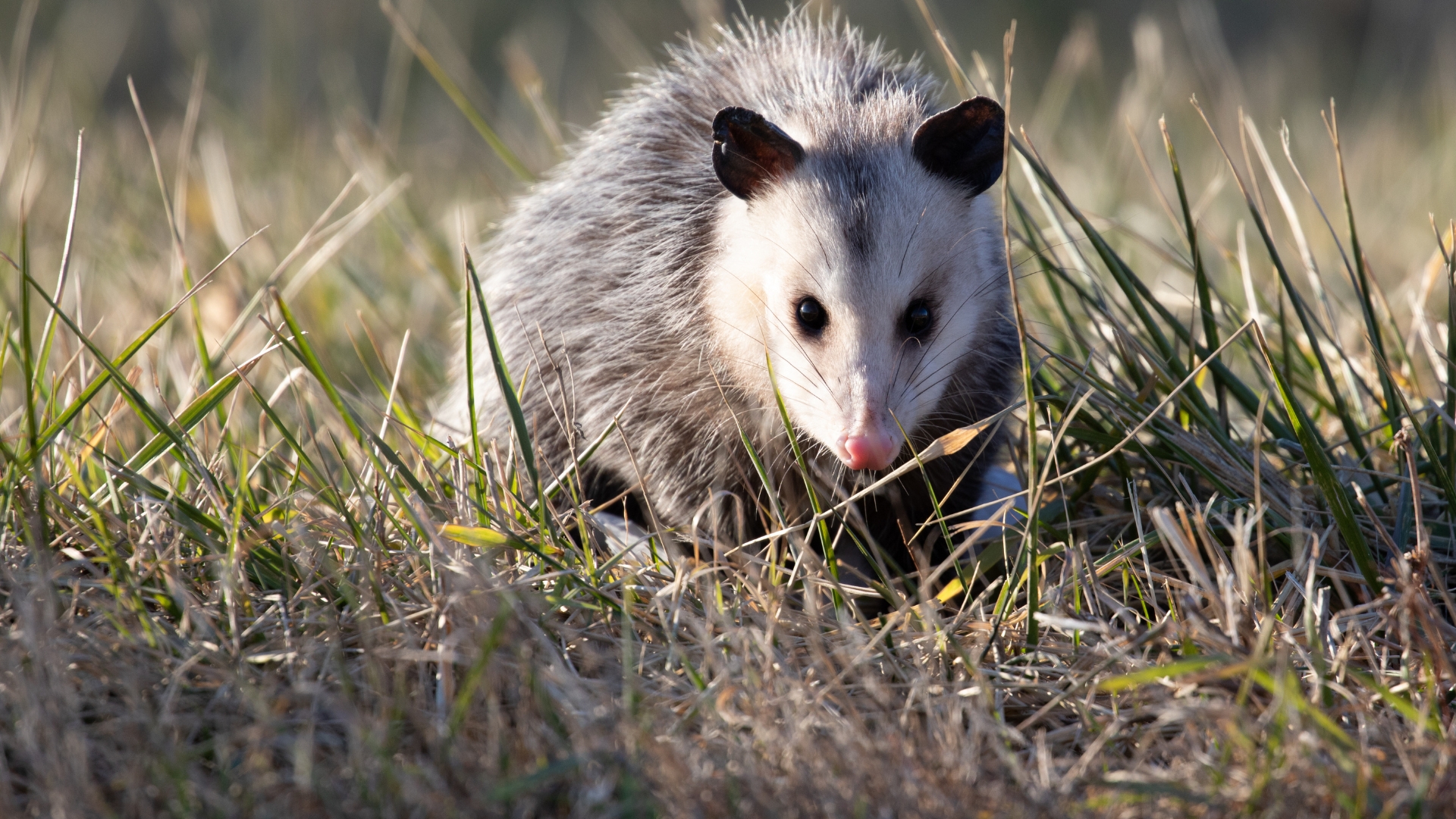 Here’s How Opossums Can Actually Help Your Yard And Your Health