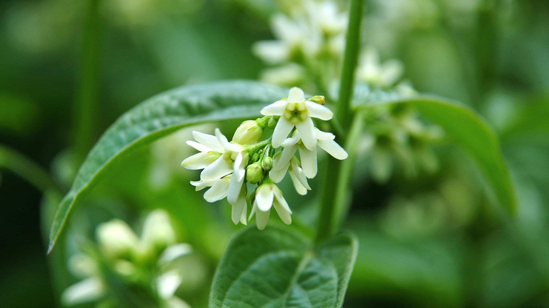 Here’s The Invasive Milkweed Look-Alike You Should Never Add To Your Garden