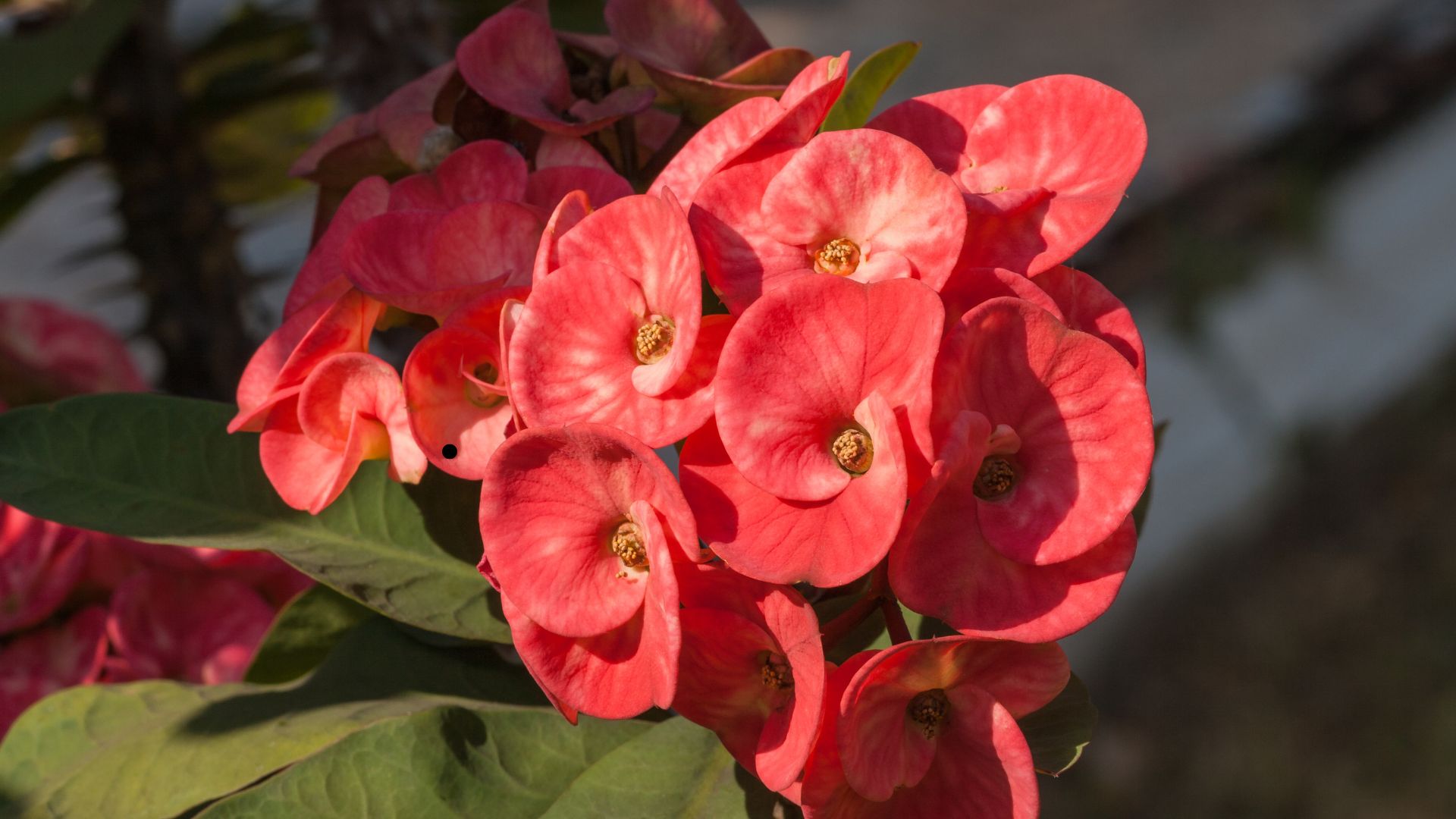 Here’s Why Euphorbia Might Not Be The Best Choice For Your Garden