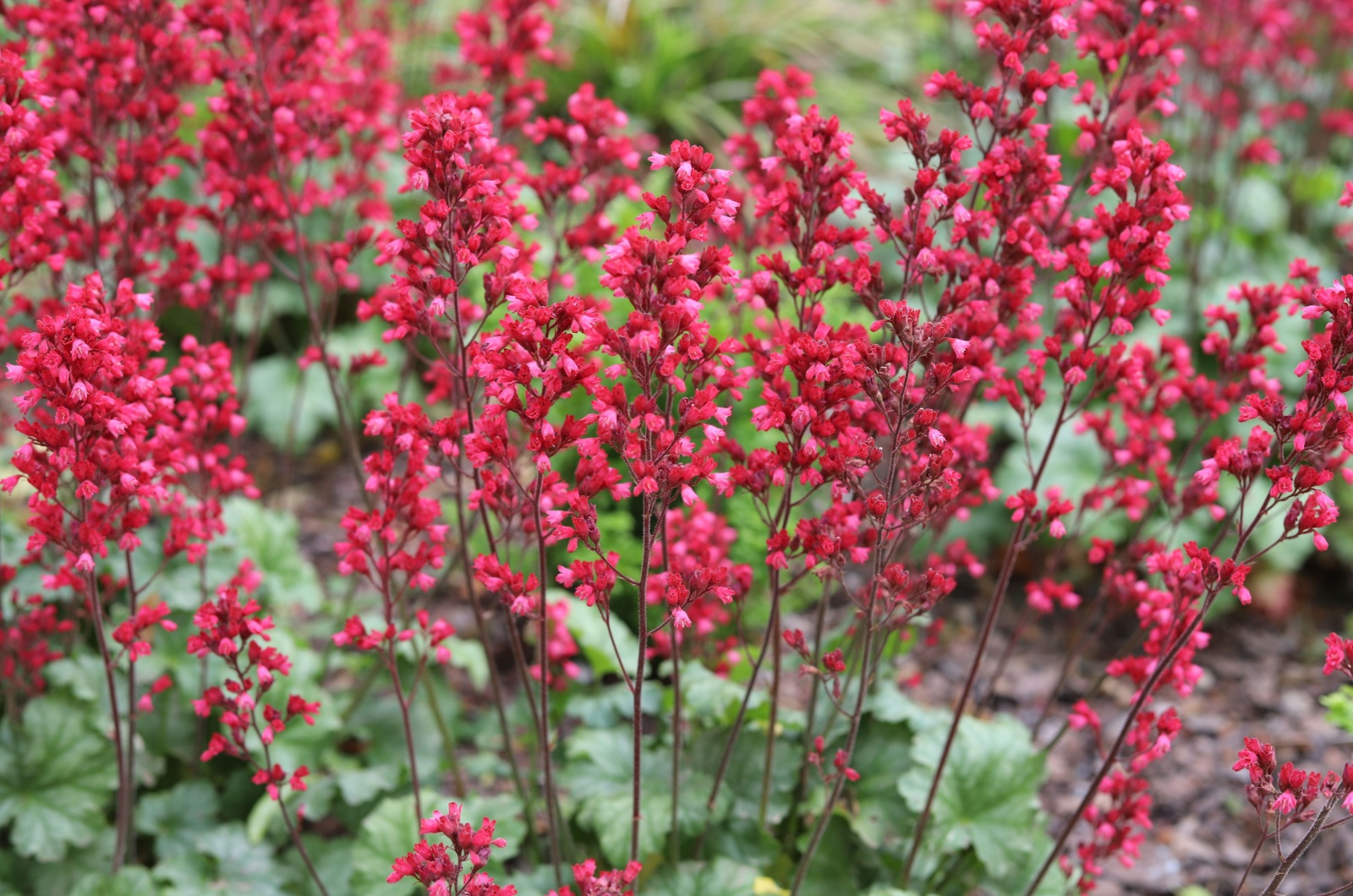 Heuchera