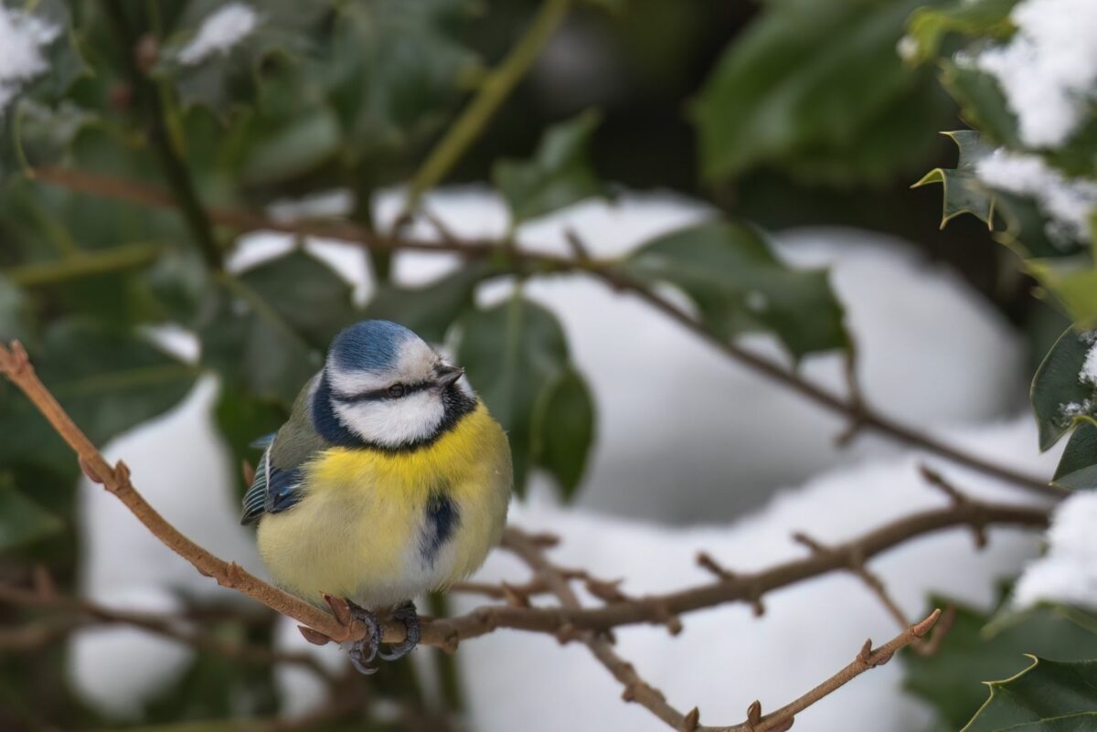 11 Fruit And Berry Trees Birds Can’t Resist For Your Garden