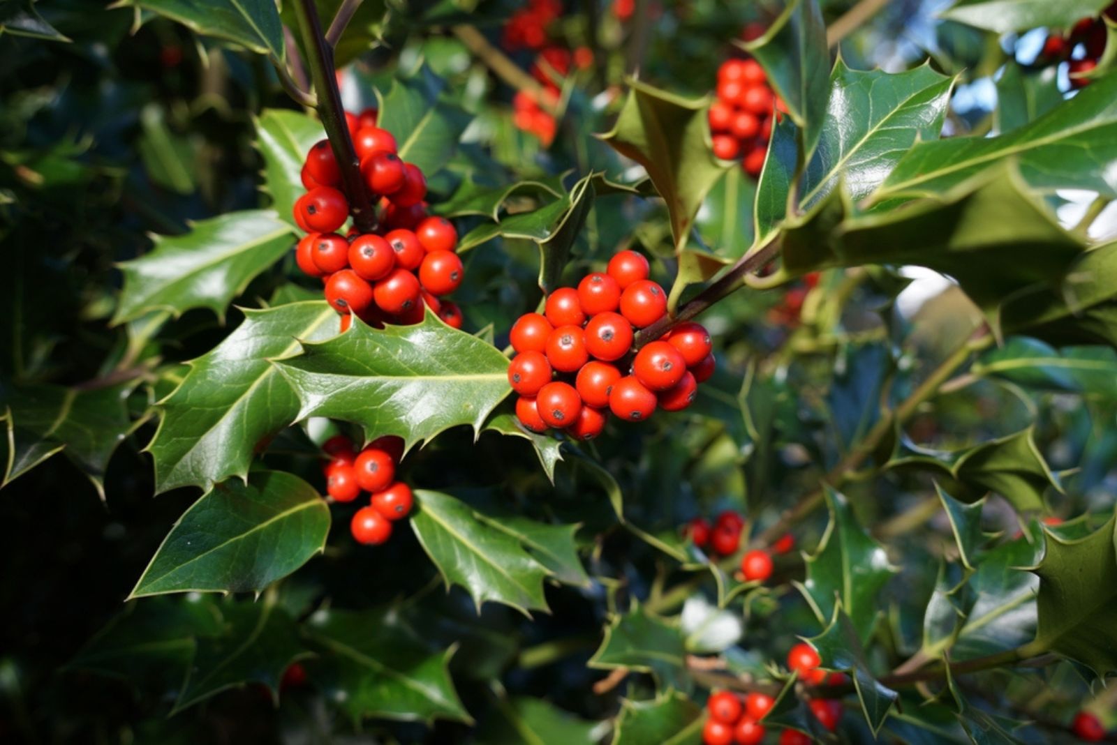 Holly leaves and berries