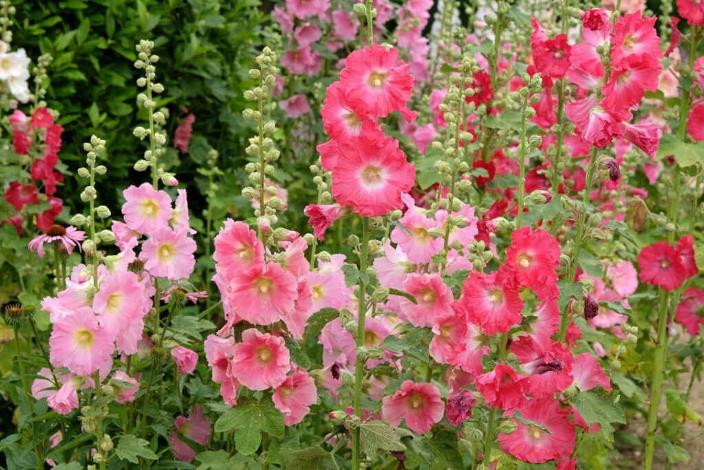 Hollyhocks