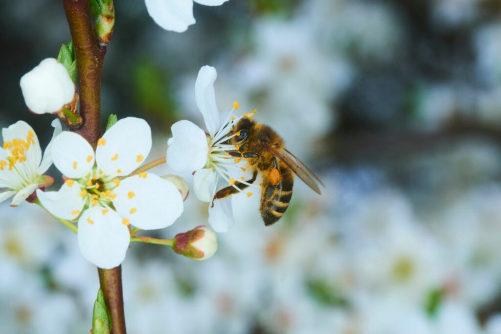 Honey Bee pollinating apple blossoms