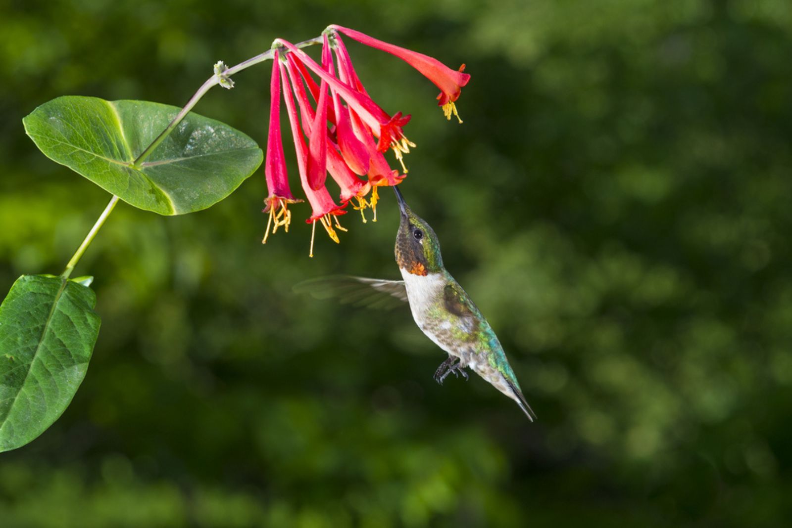 Honeysuckle