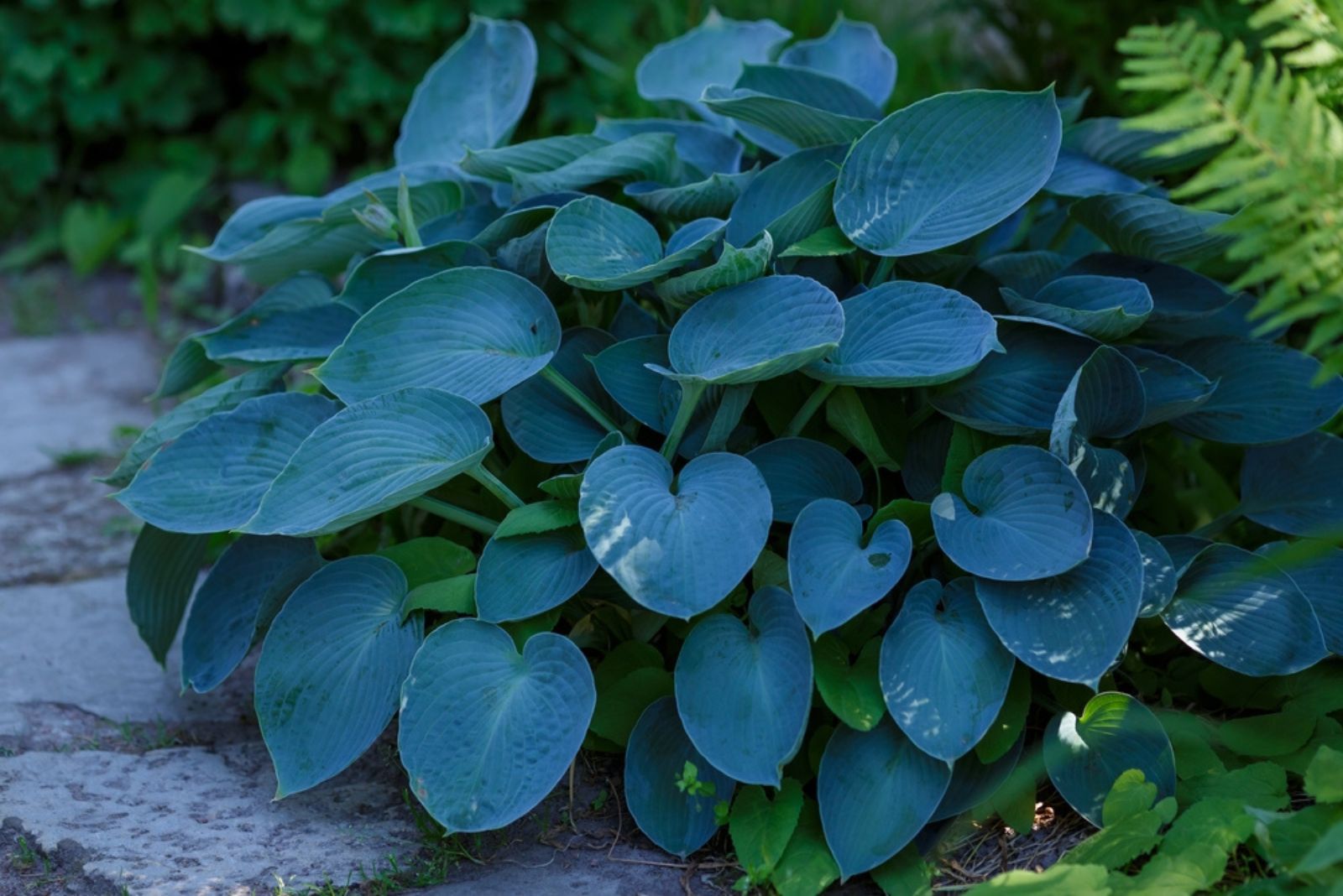 Hosta ‘Halcyon’