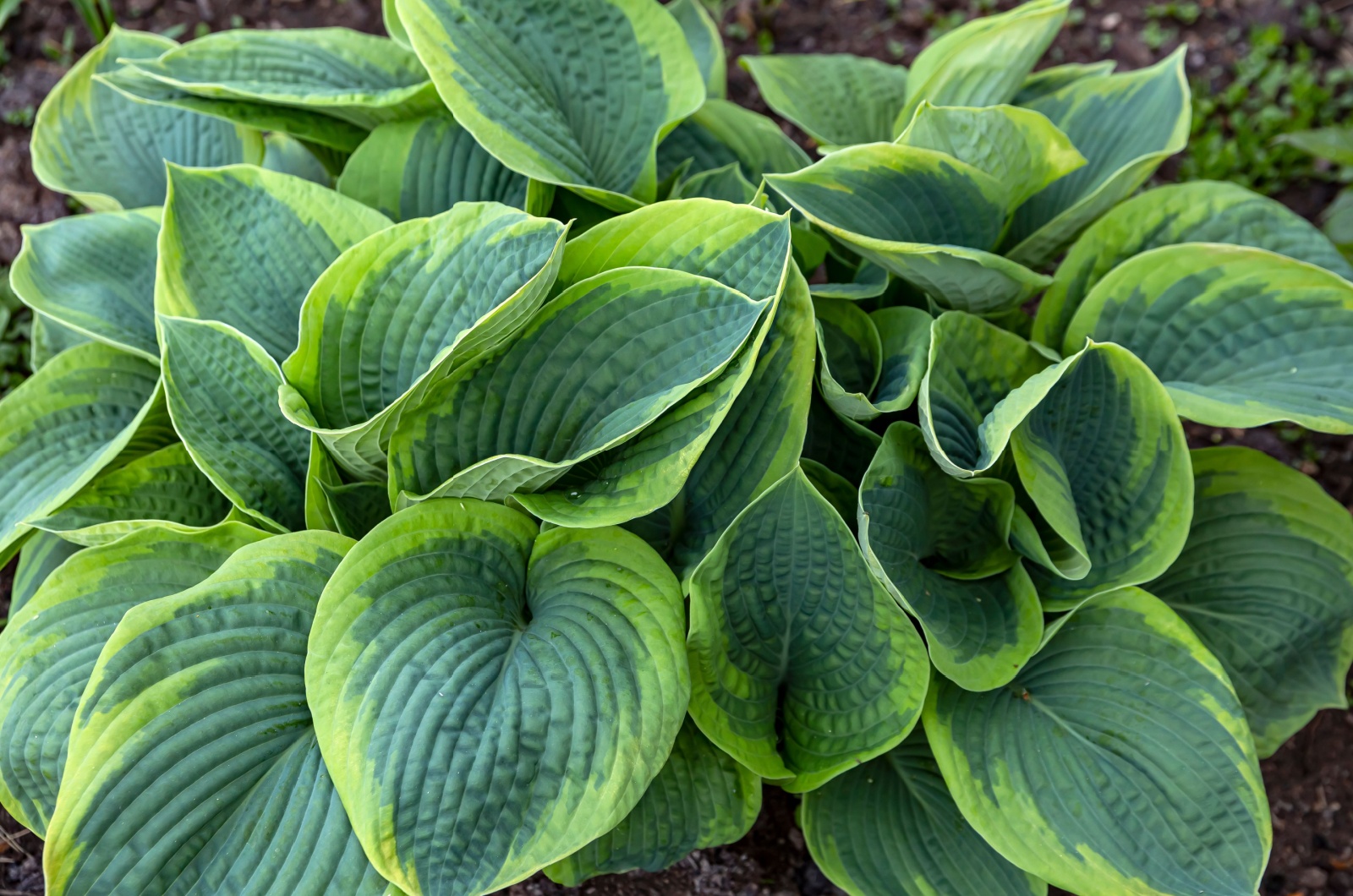 Hosta plant