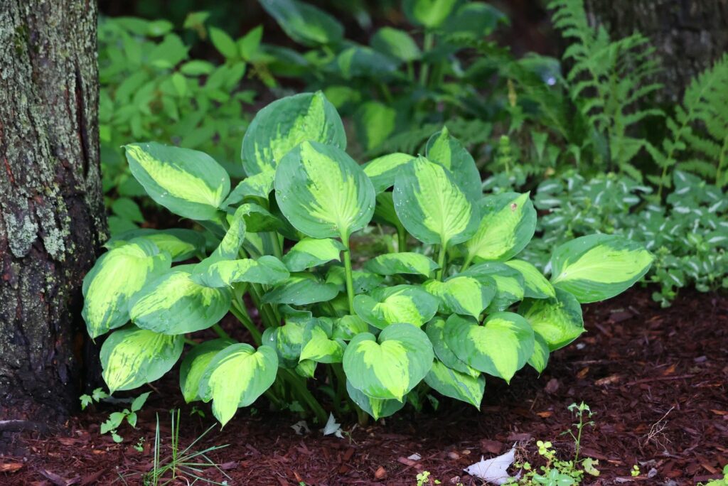 Hostas in garden