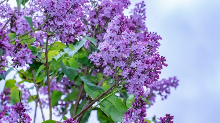 lilacs flowers