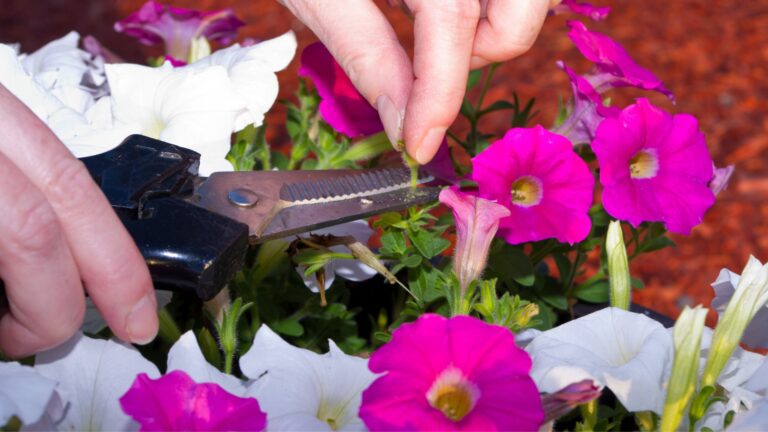 Deadheading petunias