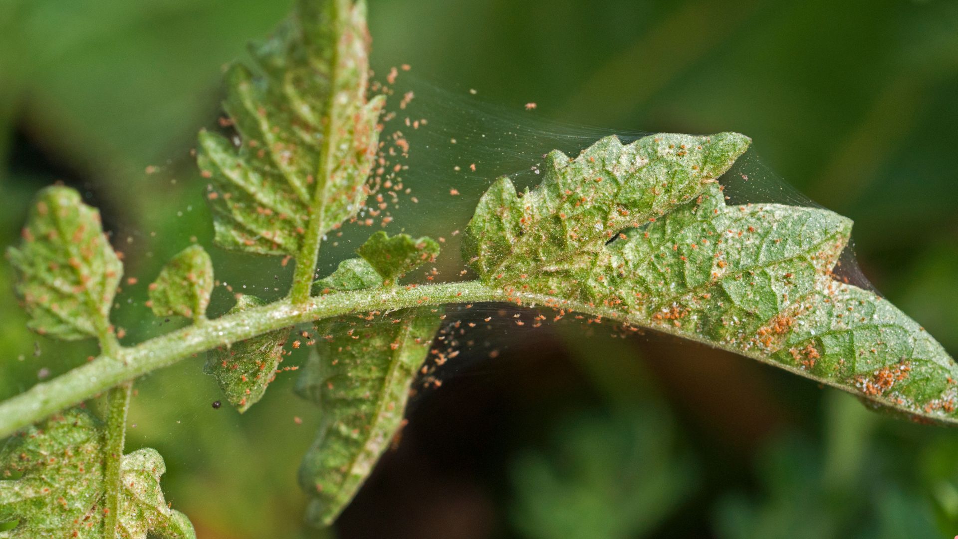 spider mites