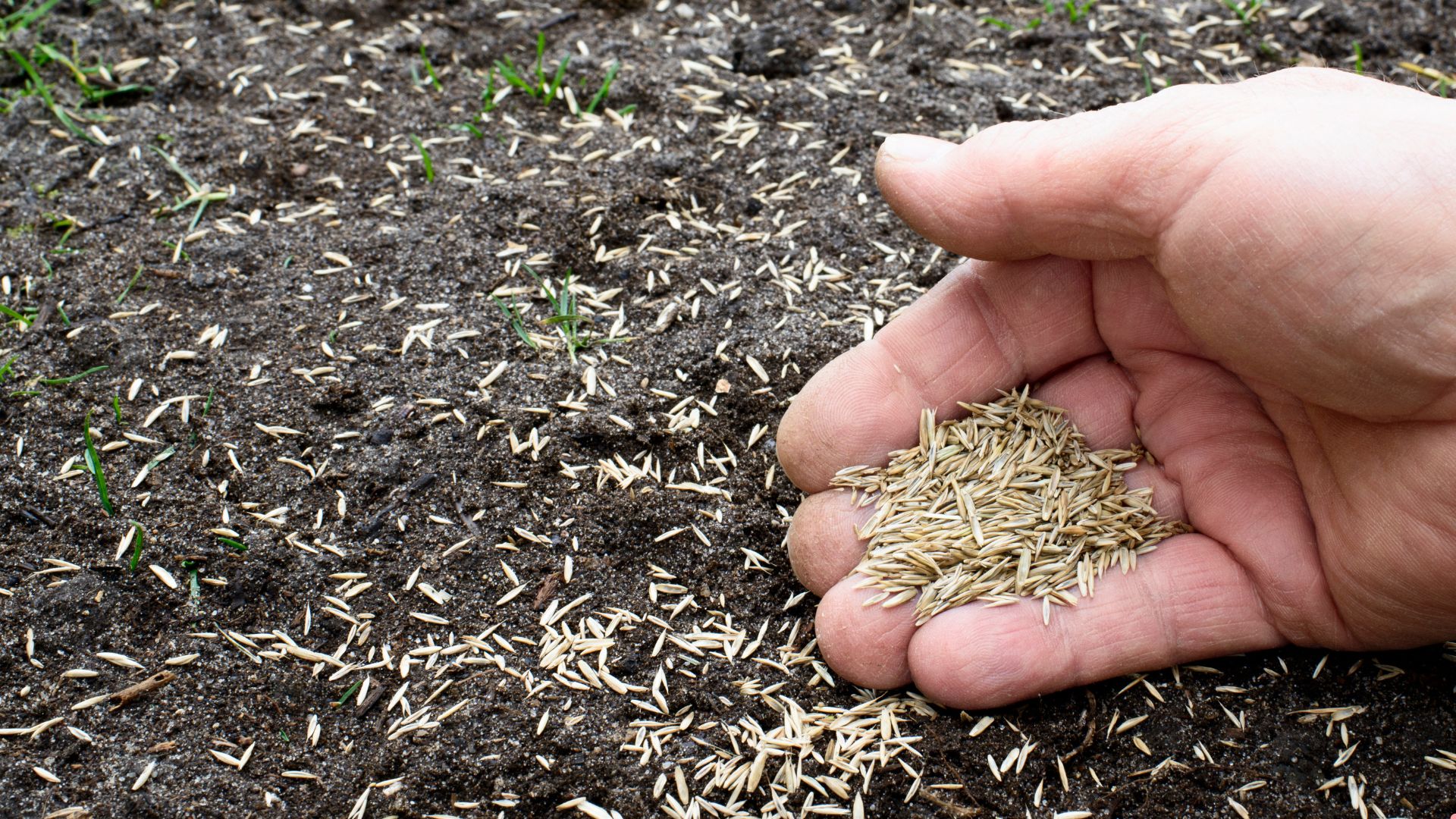 will grass seed germinate on top of soil