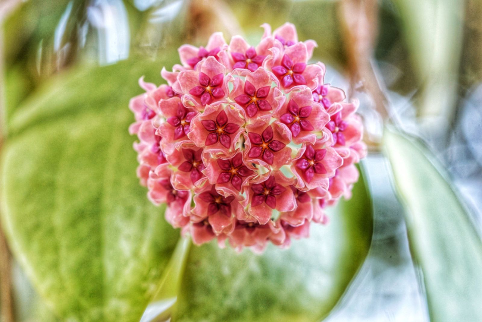 Hoya Aldrichii