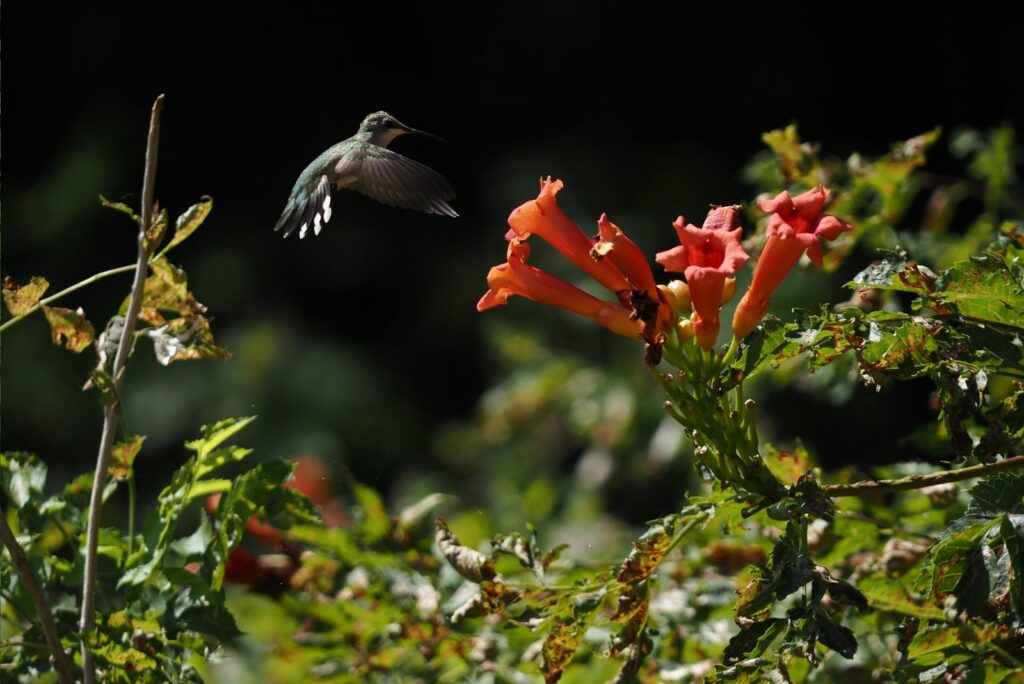 Hummingbird hovers while surveying a trumpet vine flower