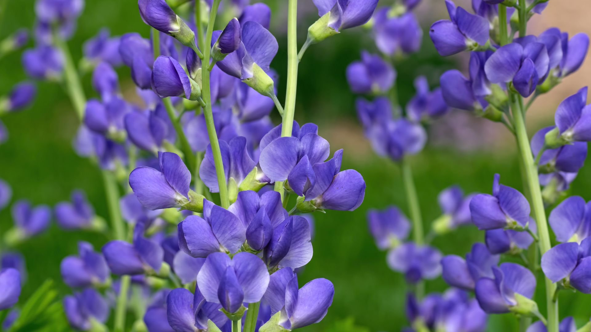 blue false indigo