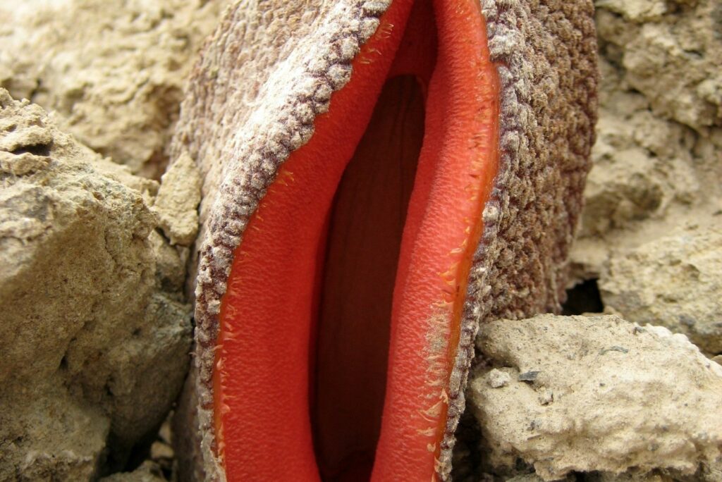 Hydnora