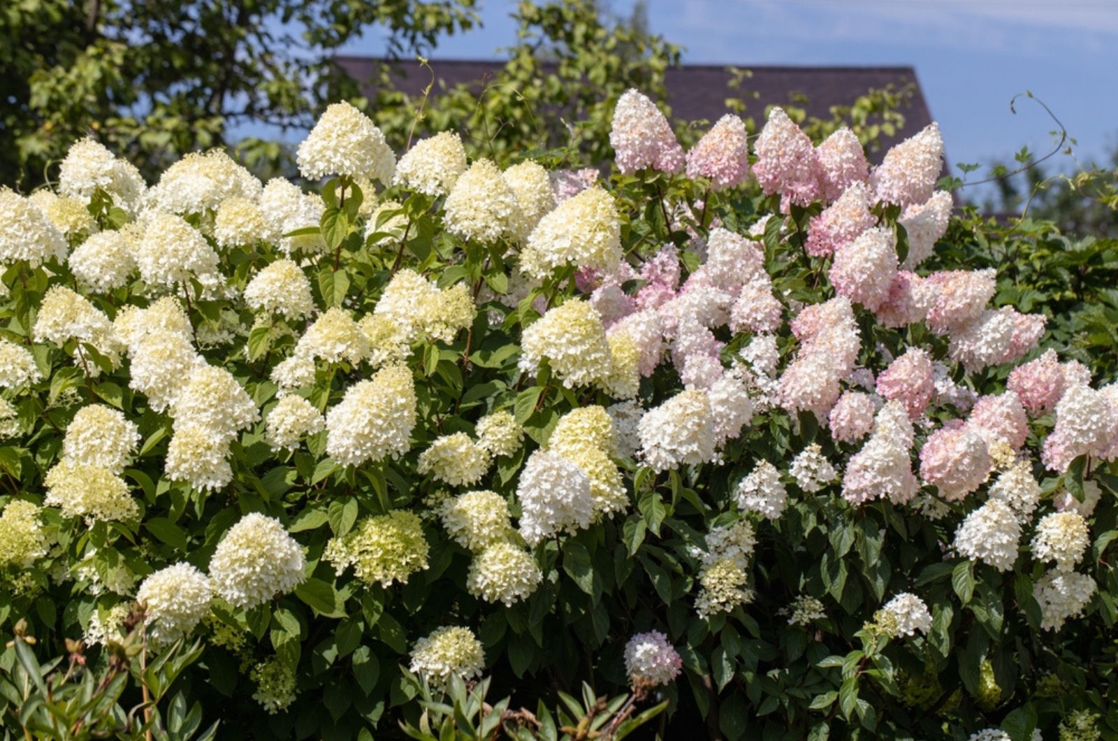 Hydrangea paniculata Vanille Fraise on a stem