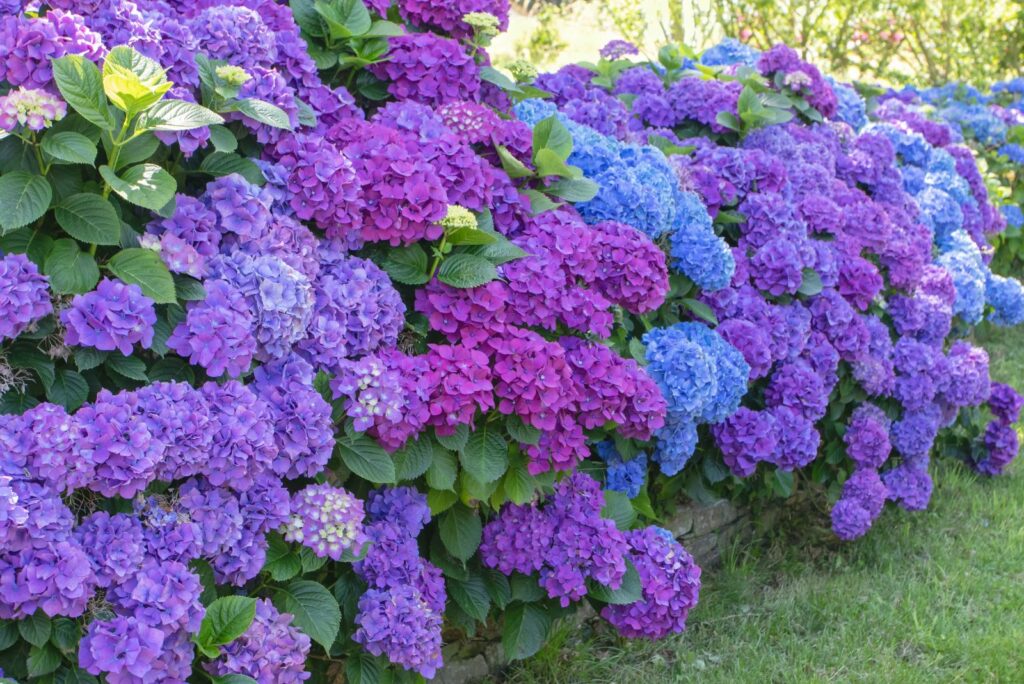 Hydrangeas