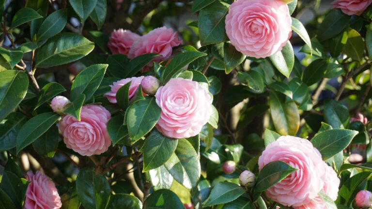 soft pink camelias