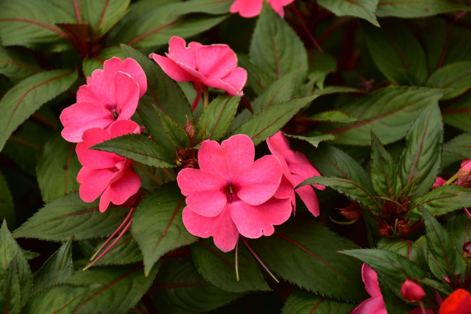 Impatiens