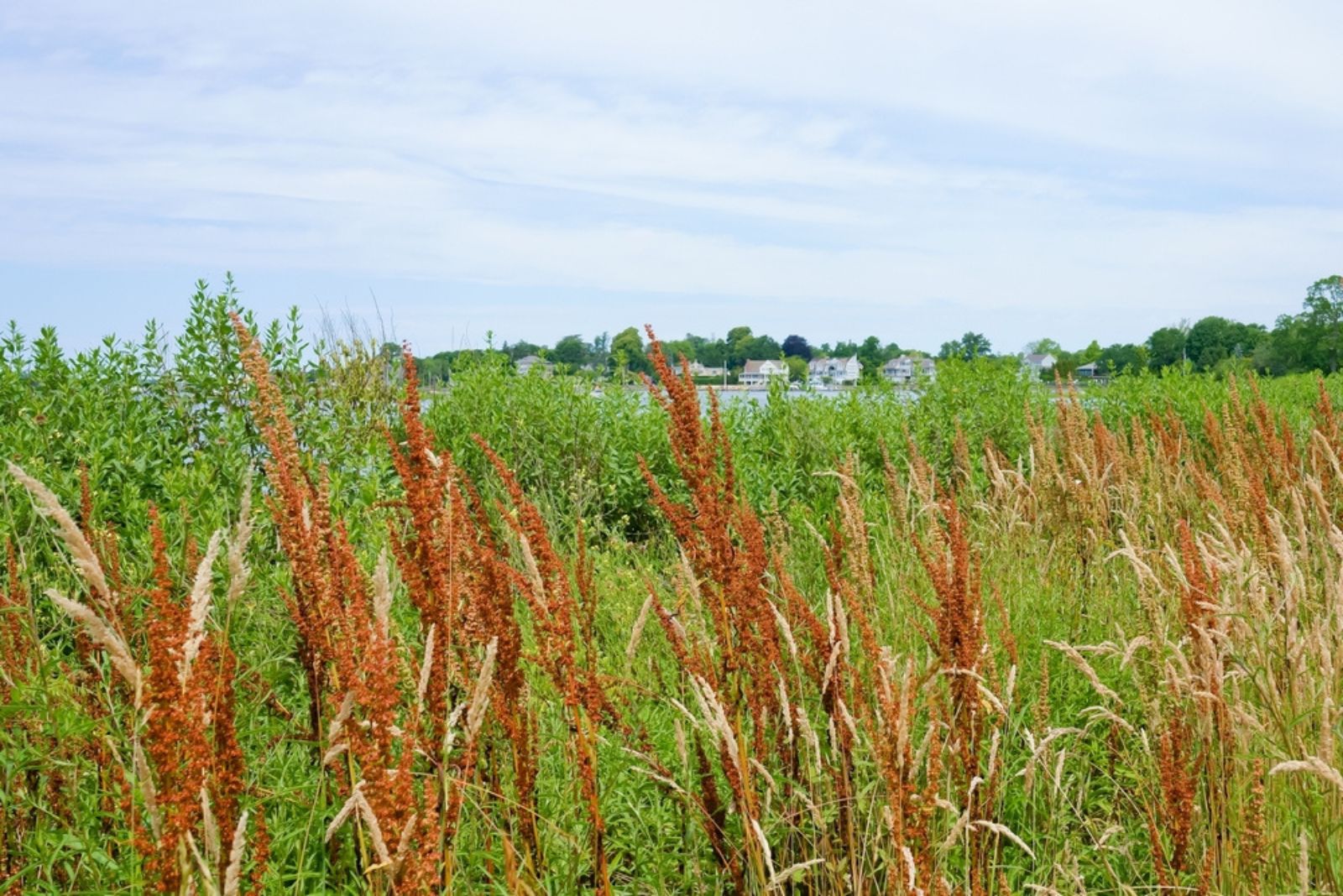 Indian Grass