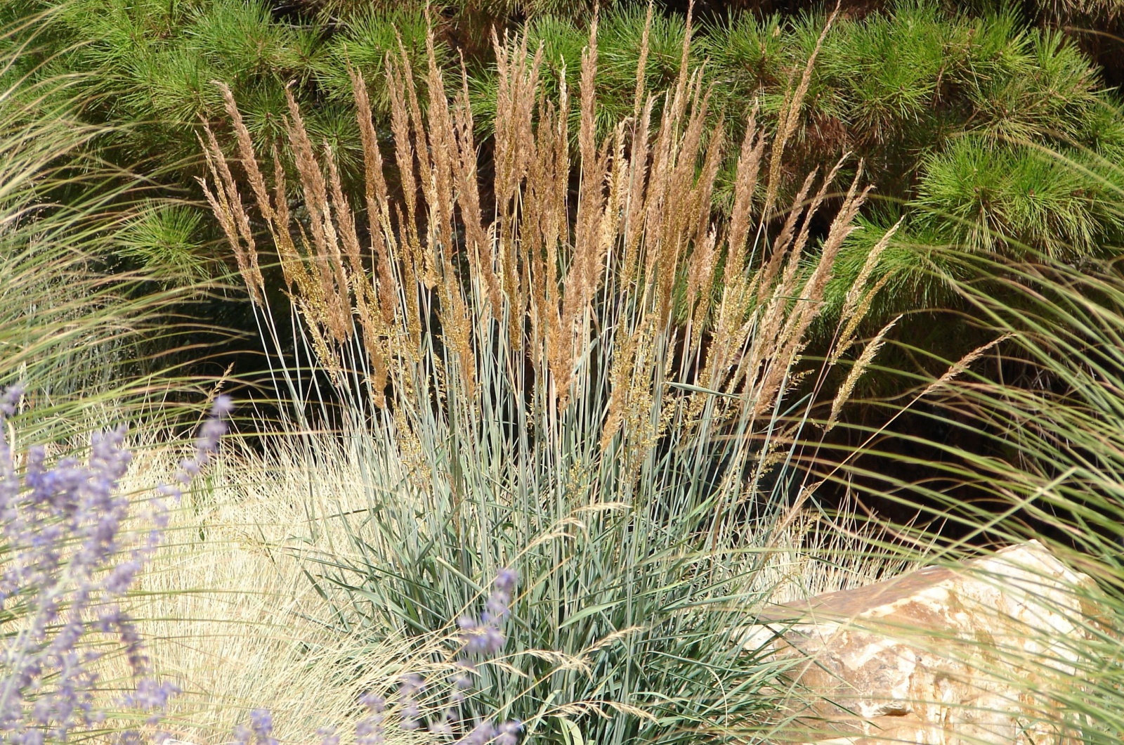 Indian Grass