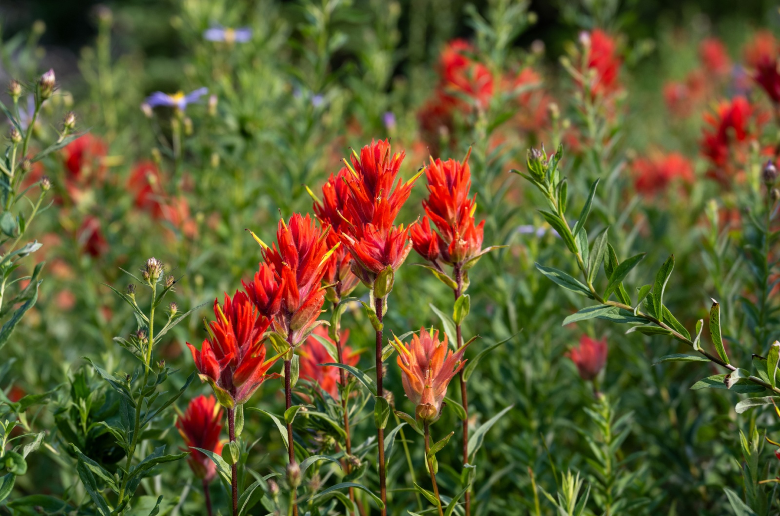 Indian Paintbrush