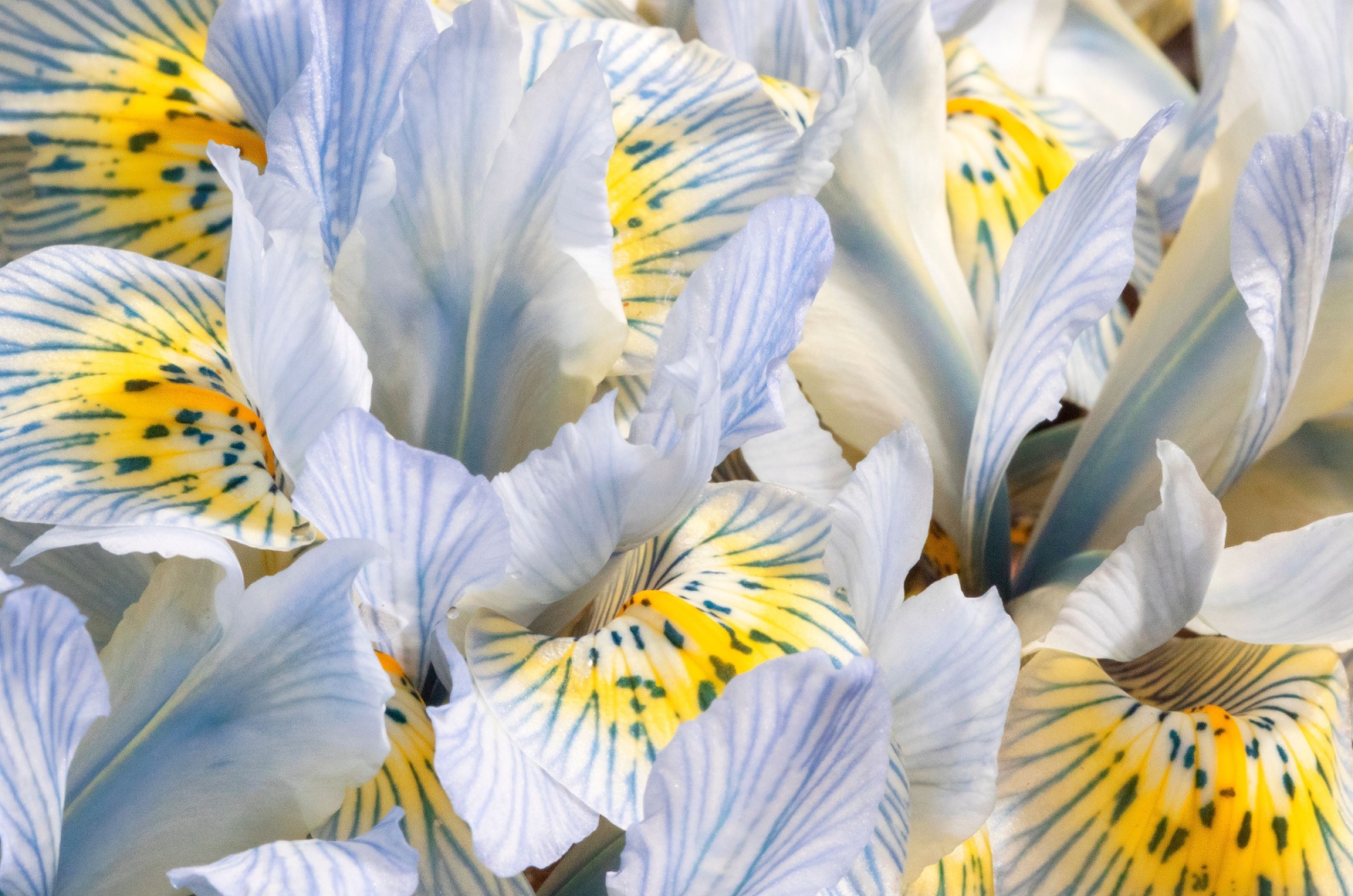 Iris Katharine Hodgkin