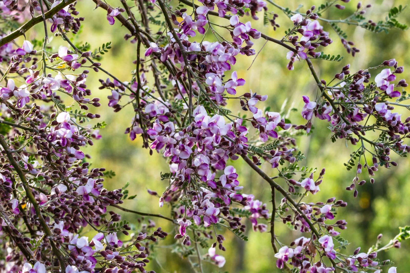 Ironwood tree