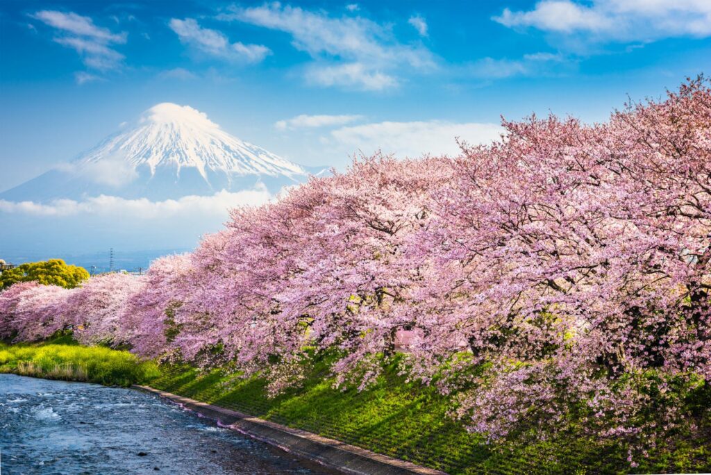 Japanese Cherry Blossom