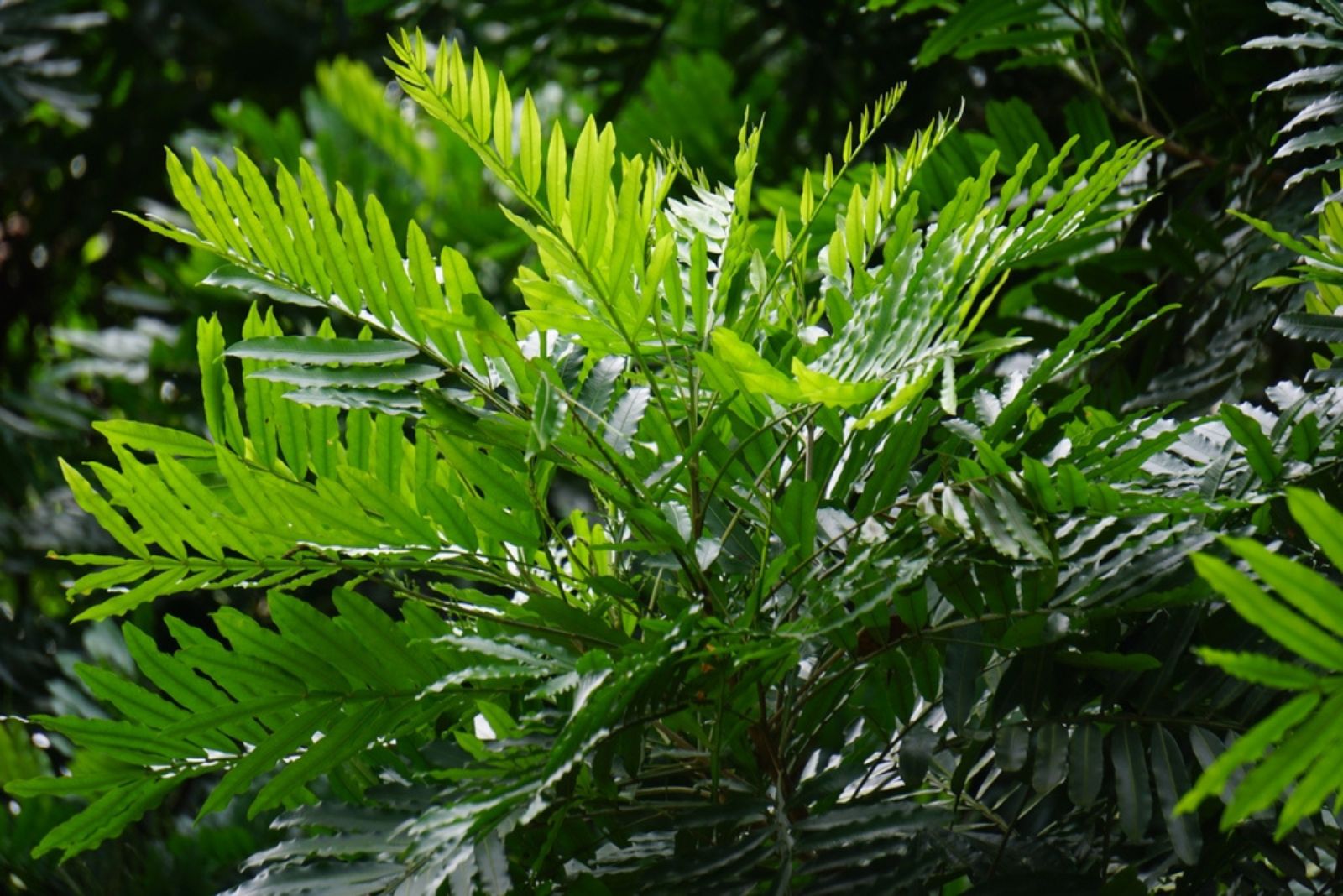 Japanese Fern Tree