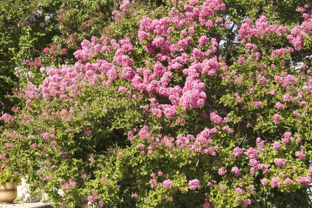 Japanese Lilac Tree