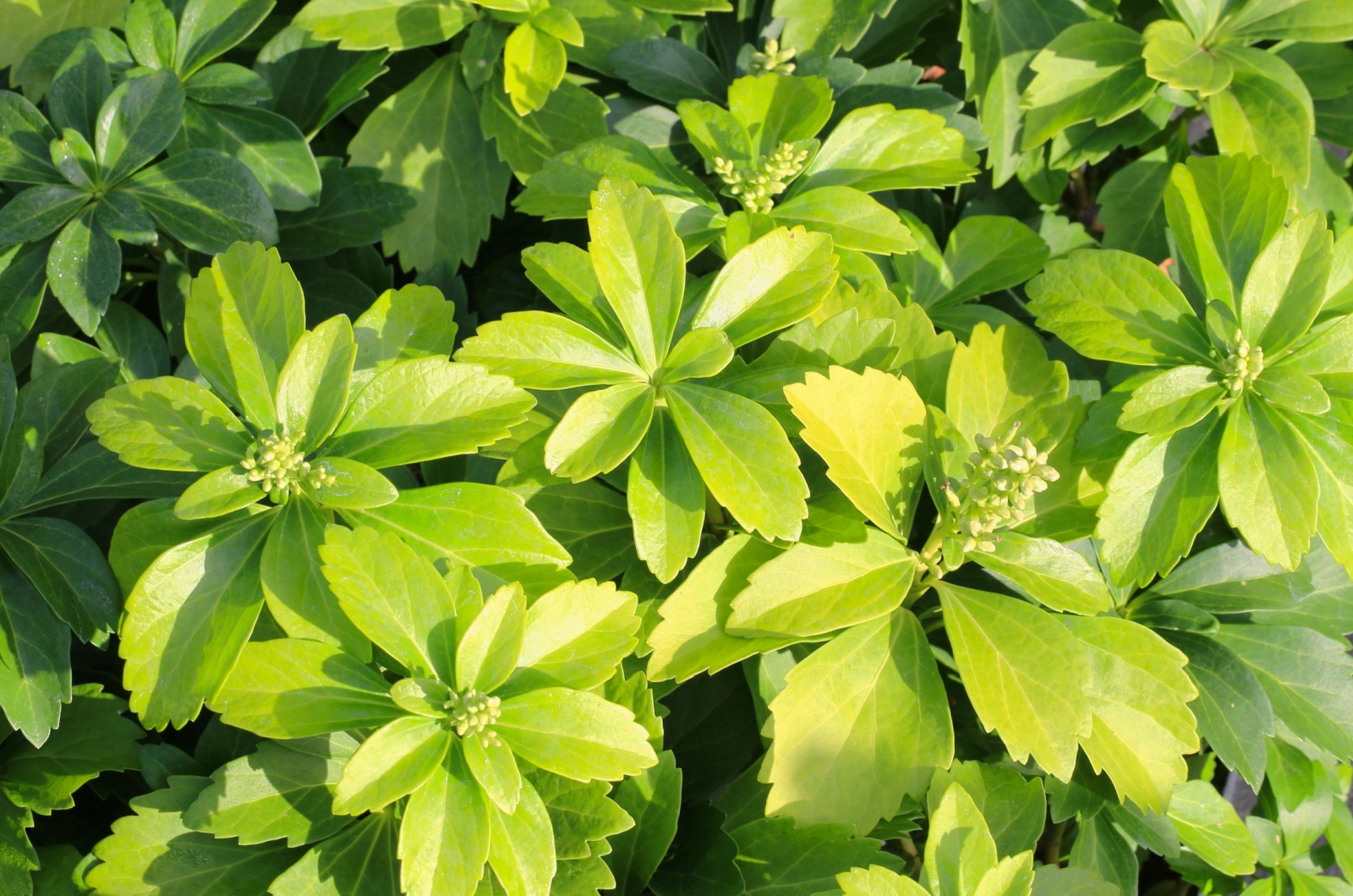 Japanese Spurge