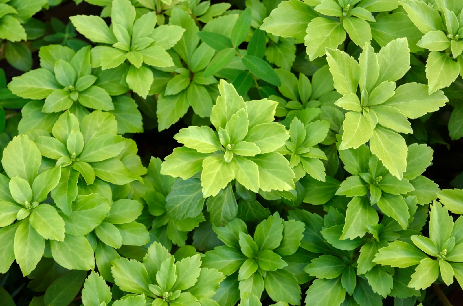 Japanese Spurge