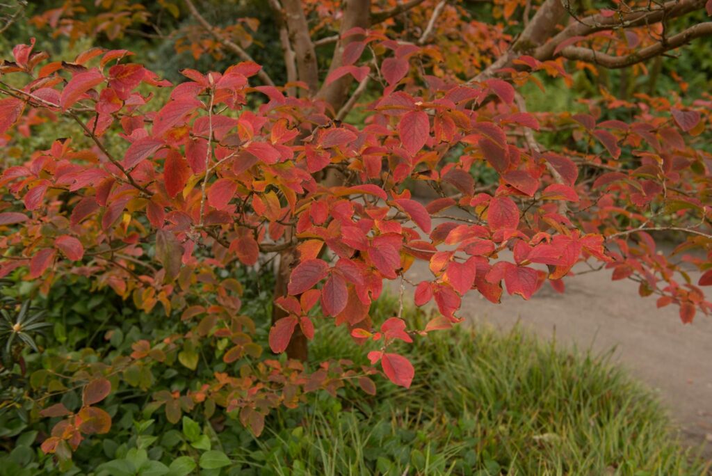 Japanese Stewartia