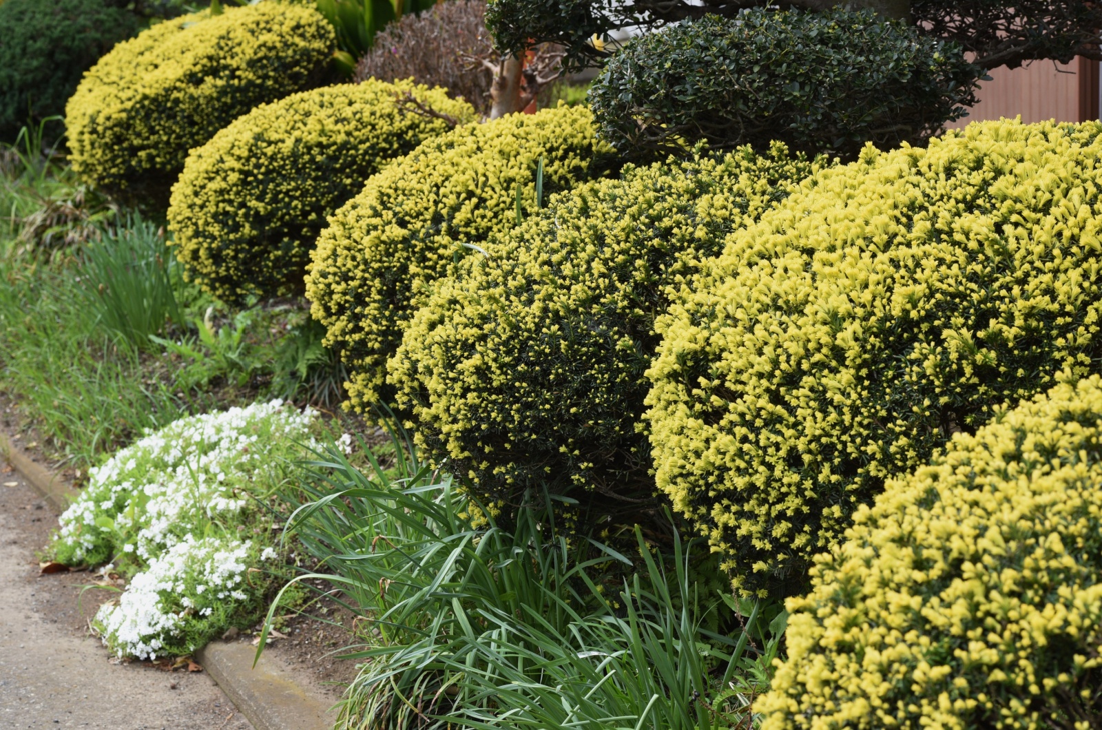 Japanese Yew