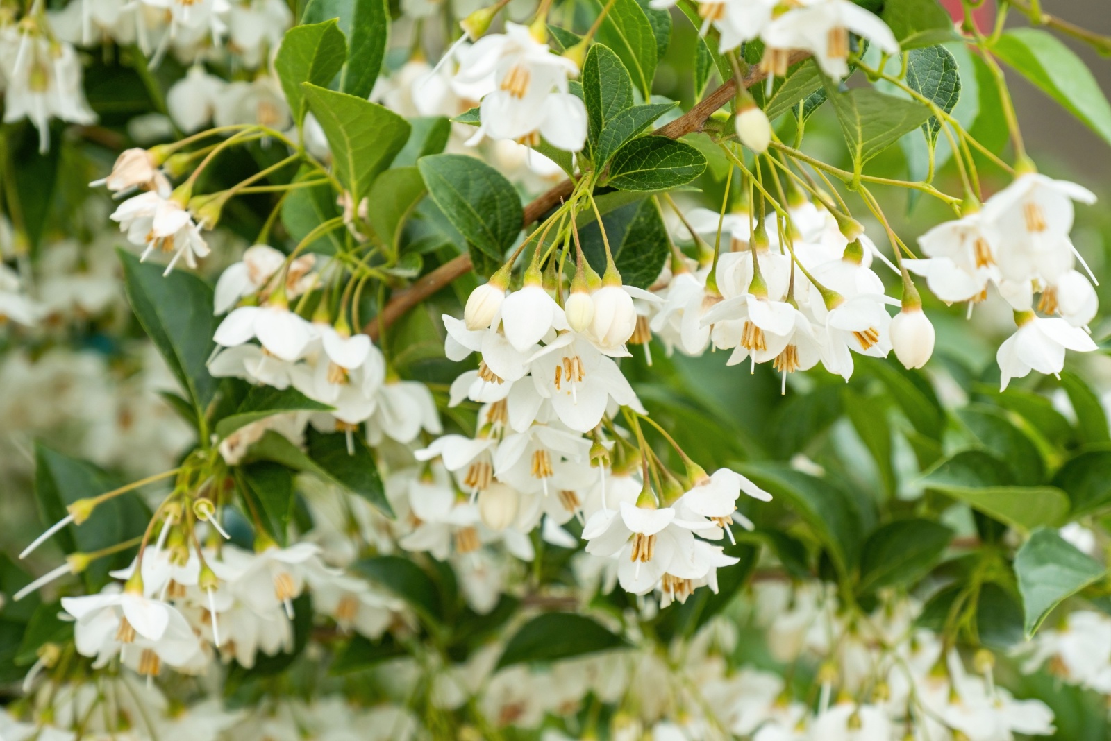 Japanese snow-bell flowers