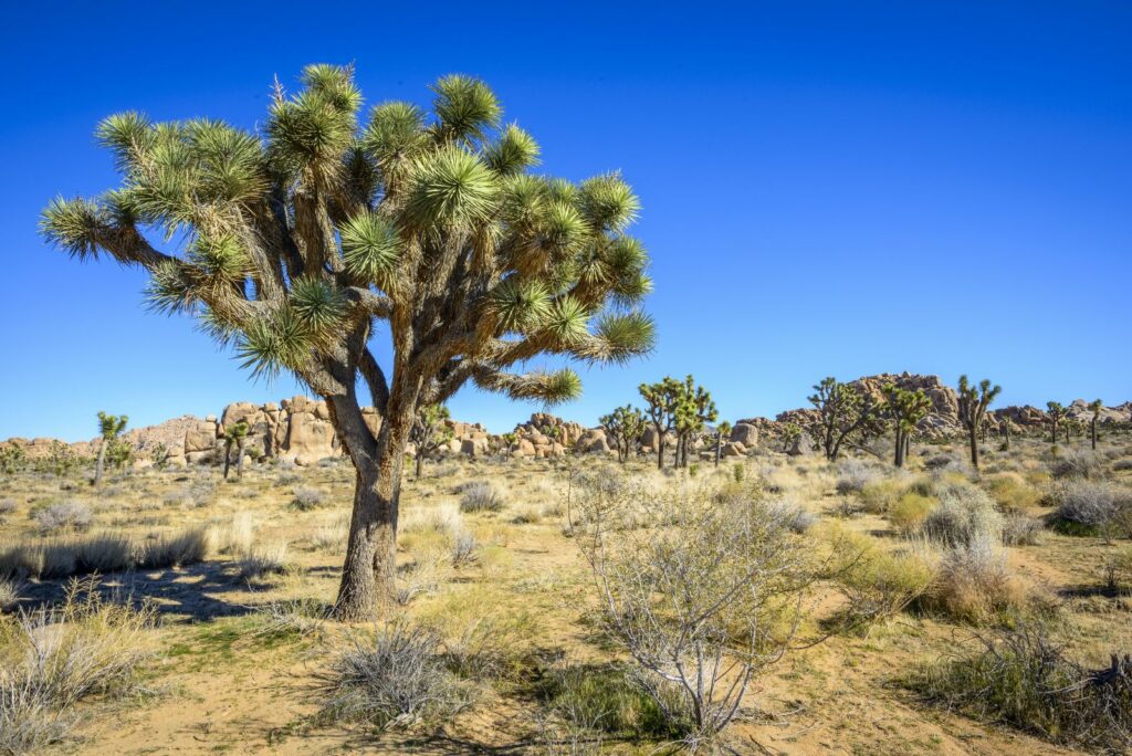 Joshua Tree