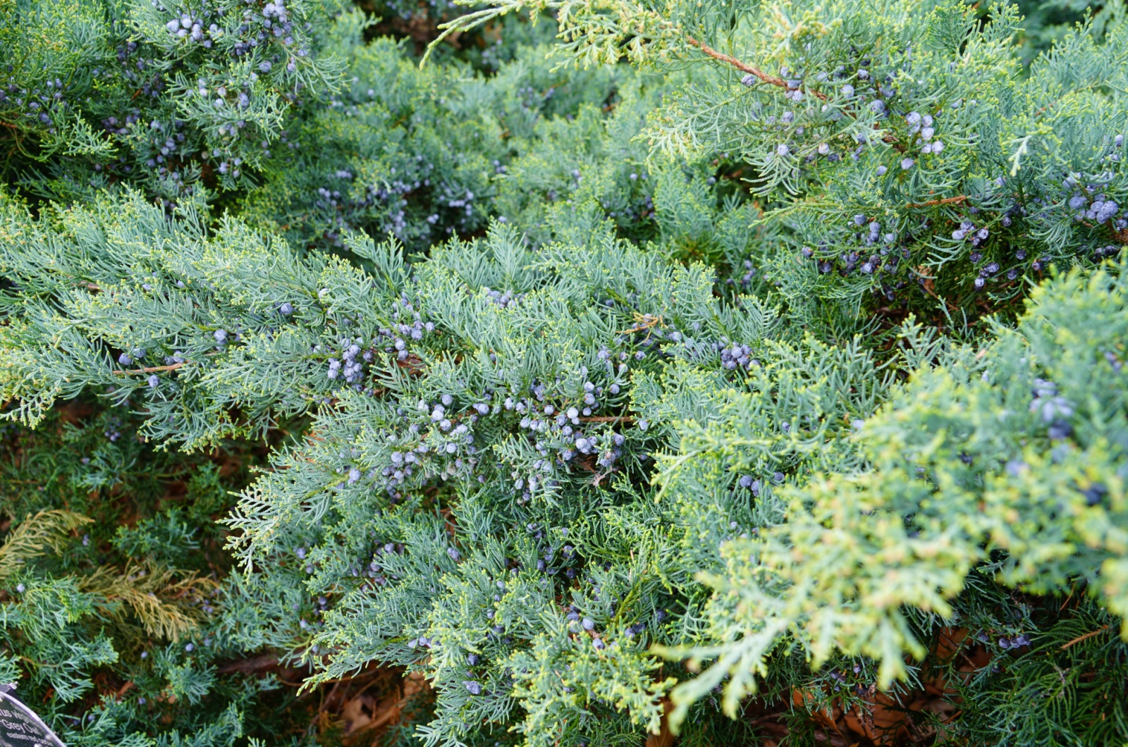 Juniper Shrub