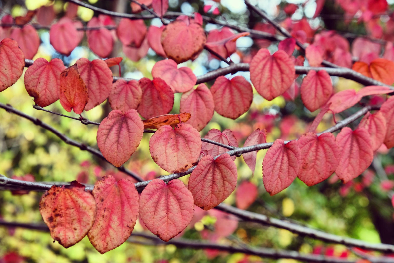 Katsura tree