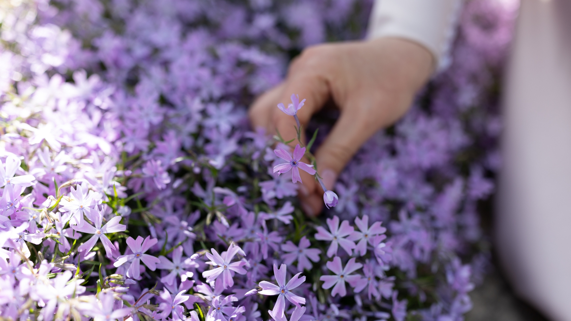 woman touching creeping phlox